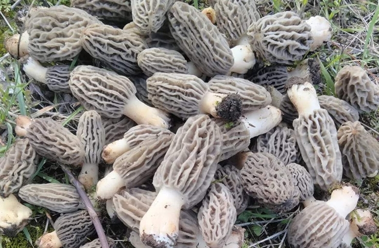 DOĞADA MANTAR AVI DEVAM EDİYOR