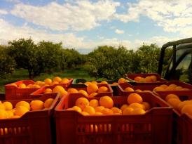 NARENCİYE HIRSIZLARI JANDARMADAN KAÇAMADI