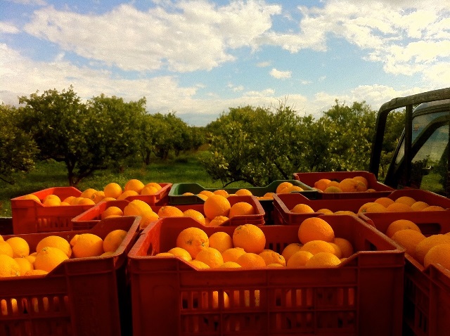 NARENCİYE HIRSIZLARI JANDARMADAN KAÇAMADI