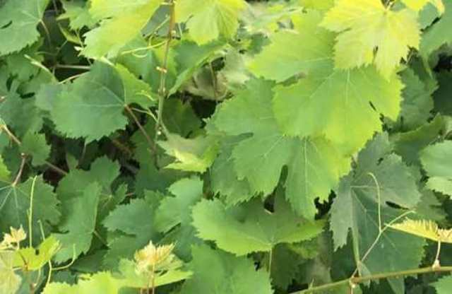 HASAT İÇİN GÜN SAYIYORLAR