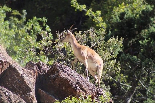 TOROS DAĞLARI’NDAKİ DAĞ KEÇİSİ SÜRÜSÜ DRON İLE GÖRÜNTÜLENDİ