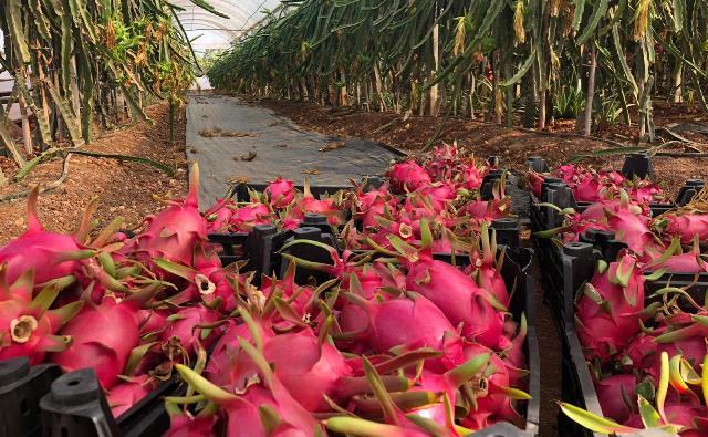 “TROPİKAL MEYVELERLE SAĞLIKLI BİR YAŞAMA KATKI YAPMAK İSTİYORUZ”